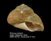 Phorcus richardi (2)